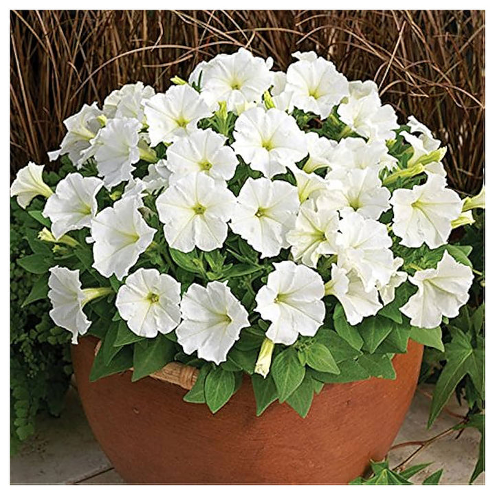 White Petunia Flower Seeds for Planting - Heirloom, NON-GMO, High Germination, Organic Garden Seeds | Neera Seeds product photo [neera-v4-e6bd048f2edc7141cd0d]