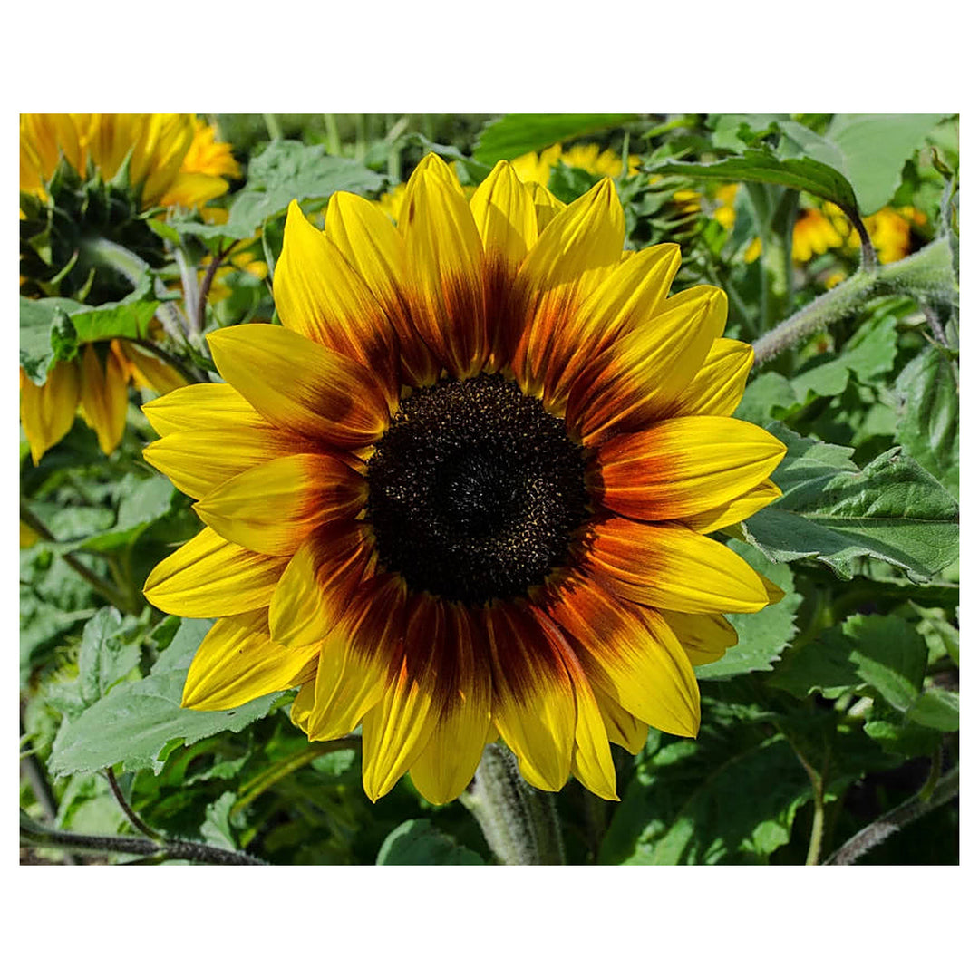 Yellow &amp; Red Sunflower Heirloom Non-GMO Seeds for Planting – High Germination Organic Garden Seeds for Bold Blooms | Neera Seeds product photo [neera-v4-e6c22dee4748fc1ff6f8]