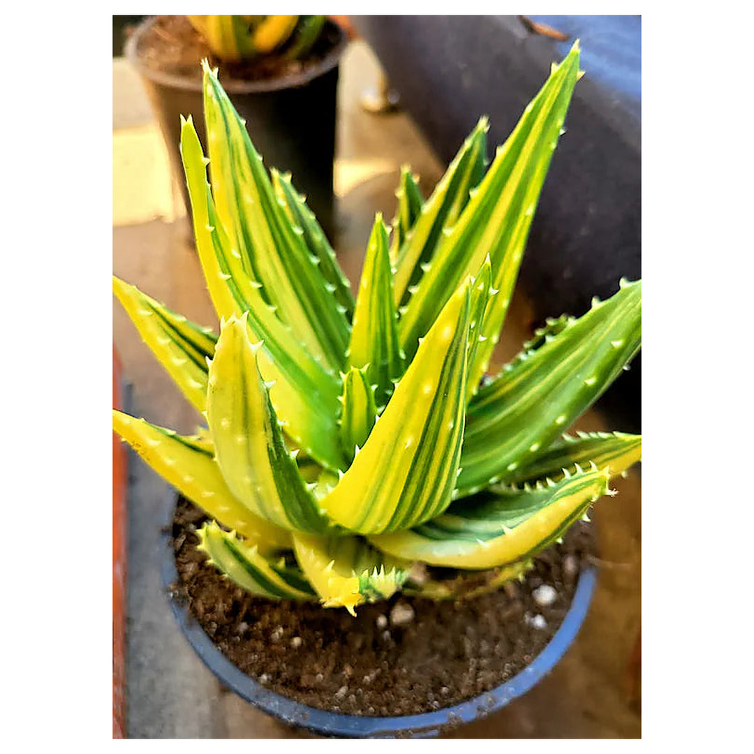 Yellow Green Aloe Plant Seeds – Heirloom Non-GMO High Germination Succulent Organic Garden Seeds for Planting | Neera Seeds product photo [neera-v4-e6cb695df3dbd332d908]