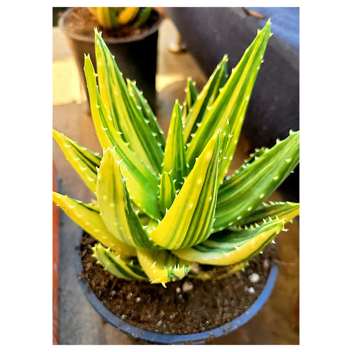 Yellow Green Aloe Plant Seeds – Heirloom Non-GMO High Germination Succulent Organic Garden Seeds for Planting | Neera Seeds product photo [neera-v4-e6cb695df3dbd332d908]