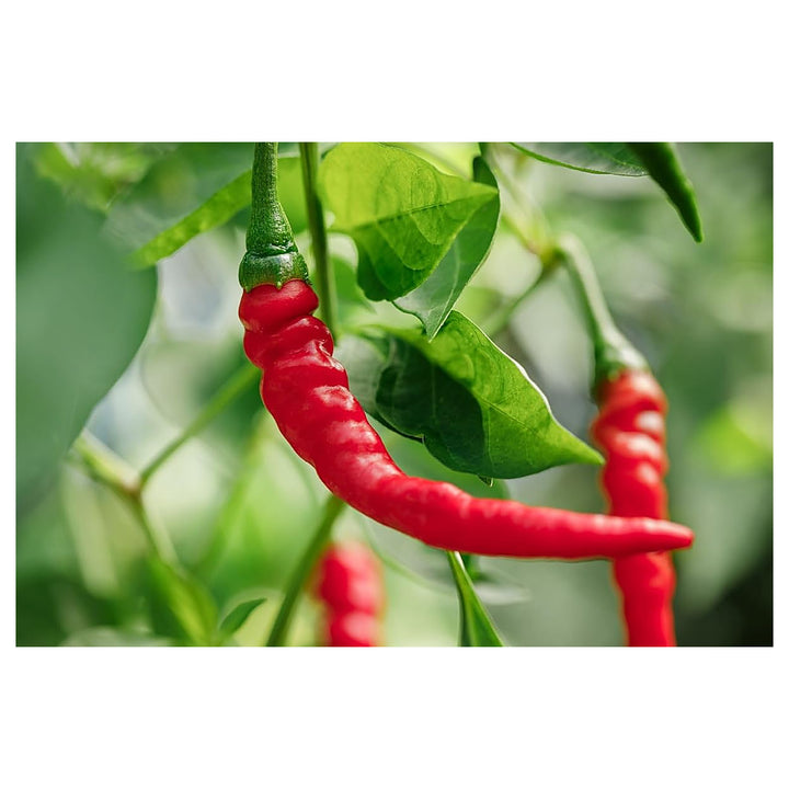 Pepper Plant Seeds for Planting, 100 pcs | Neera Seeds product photo [neera-v4-e6d25985dc9c3138d0c9]