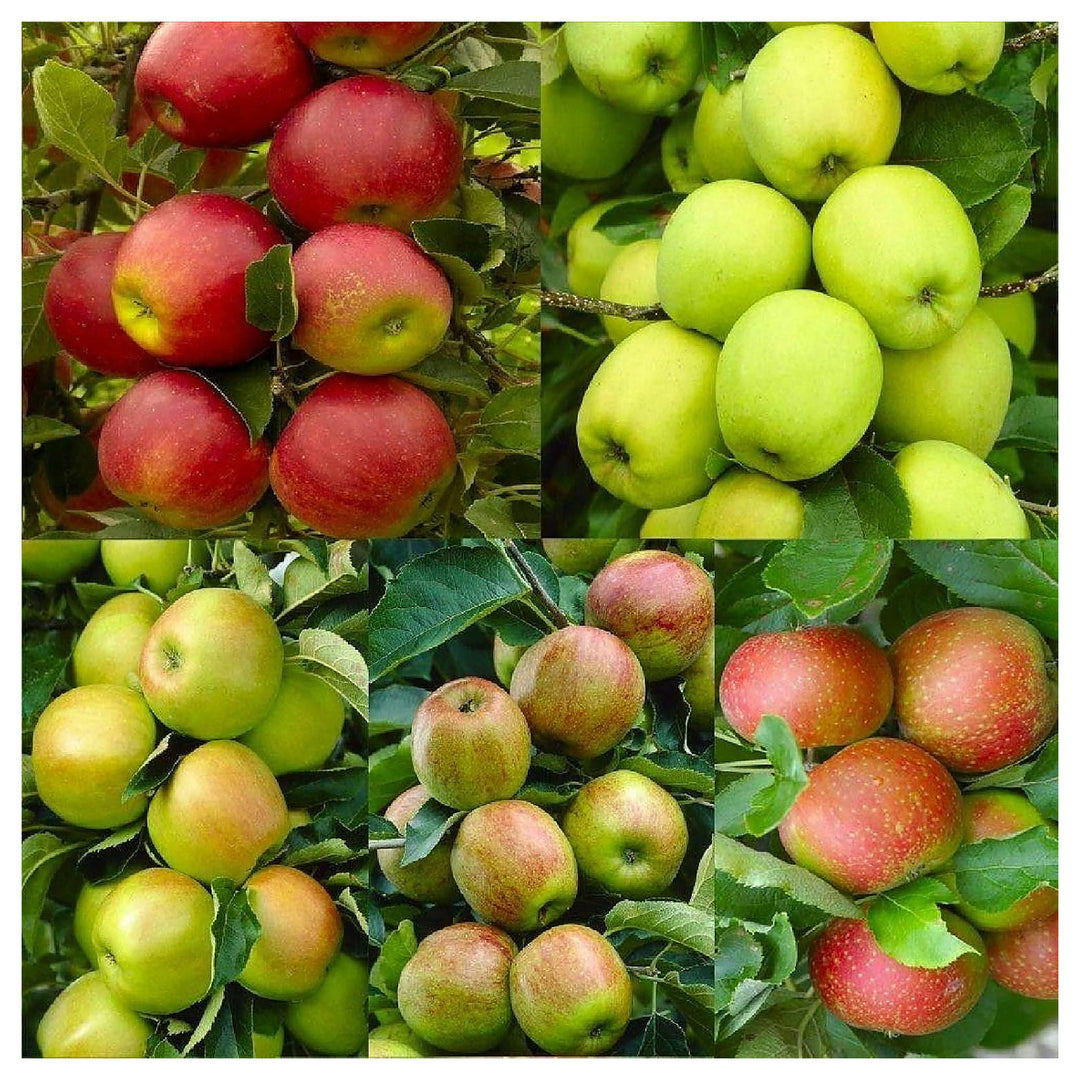 Mixed Apple Fruit Seeds for Planting – Grow a Variety of Sweet Apples, Heirloom & Non-GMO, High Germination Seeds | Neera Seeds product photo [neera-v4-e6e204a9880a5d49c227]