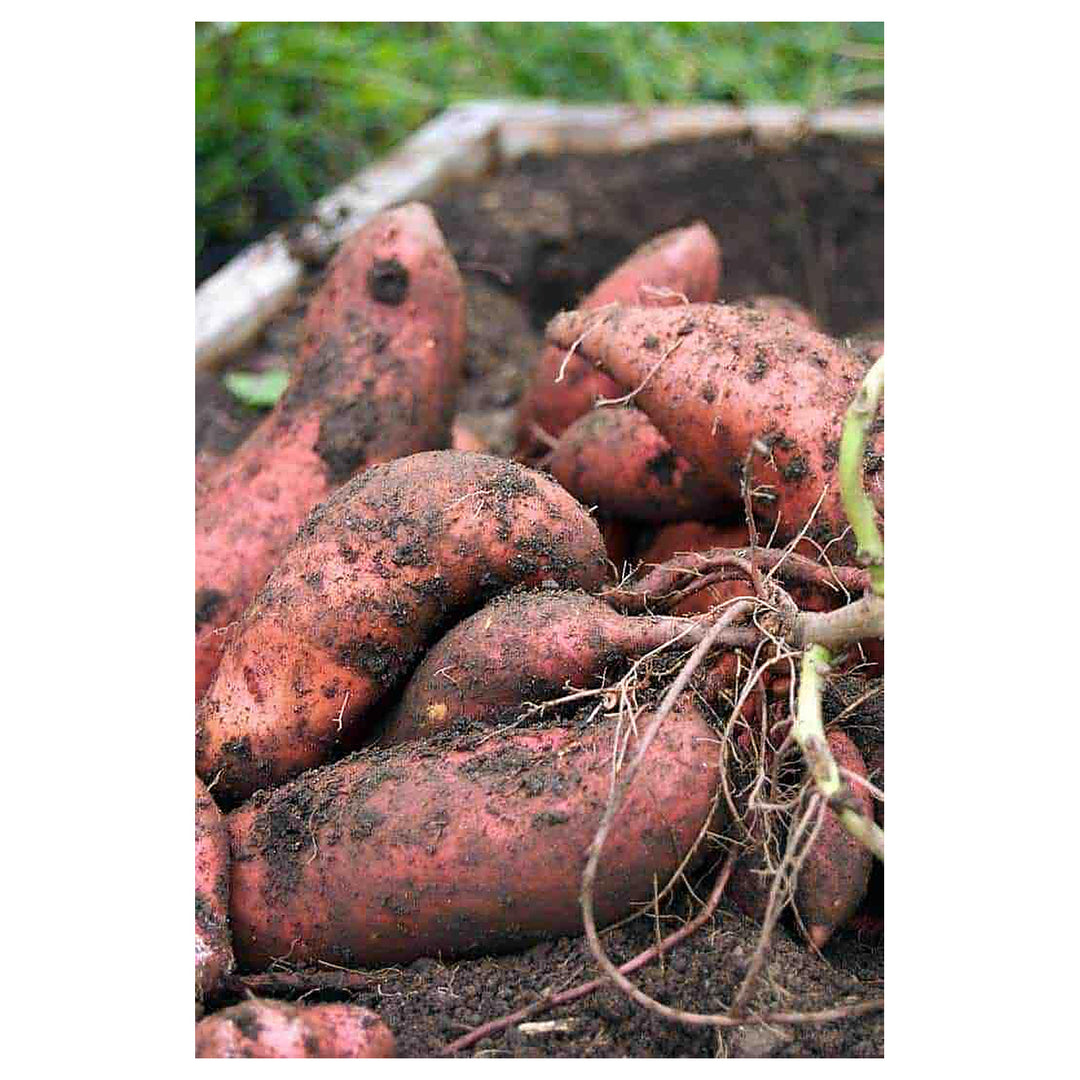 Reddish Brown Sweet Potato Seeds for Planting | Heirloom, Non-GMO, High Germination, Organic Garden Seeds | Neera Seeds product photo [neera-v4-e6ea5ebf9391ddfe99e1]