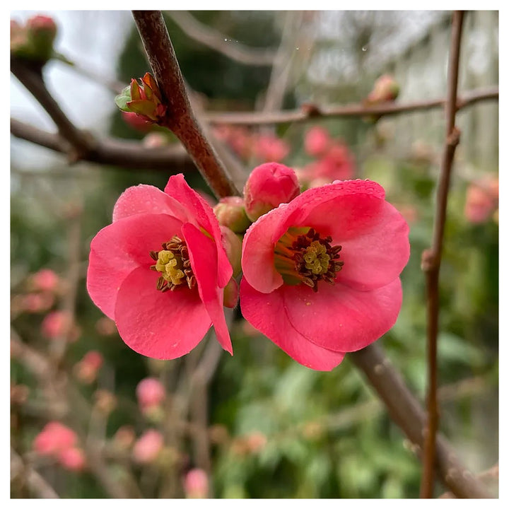 Red Griffithii Flower Seeds – Heirloom Non-GMO Seeds for Planting | High Germination Organic Garden Seeds | Neera Seeds product photo [neera-v4-e6ec095d33e8c5ac836c]
