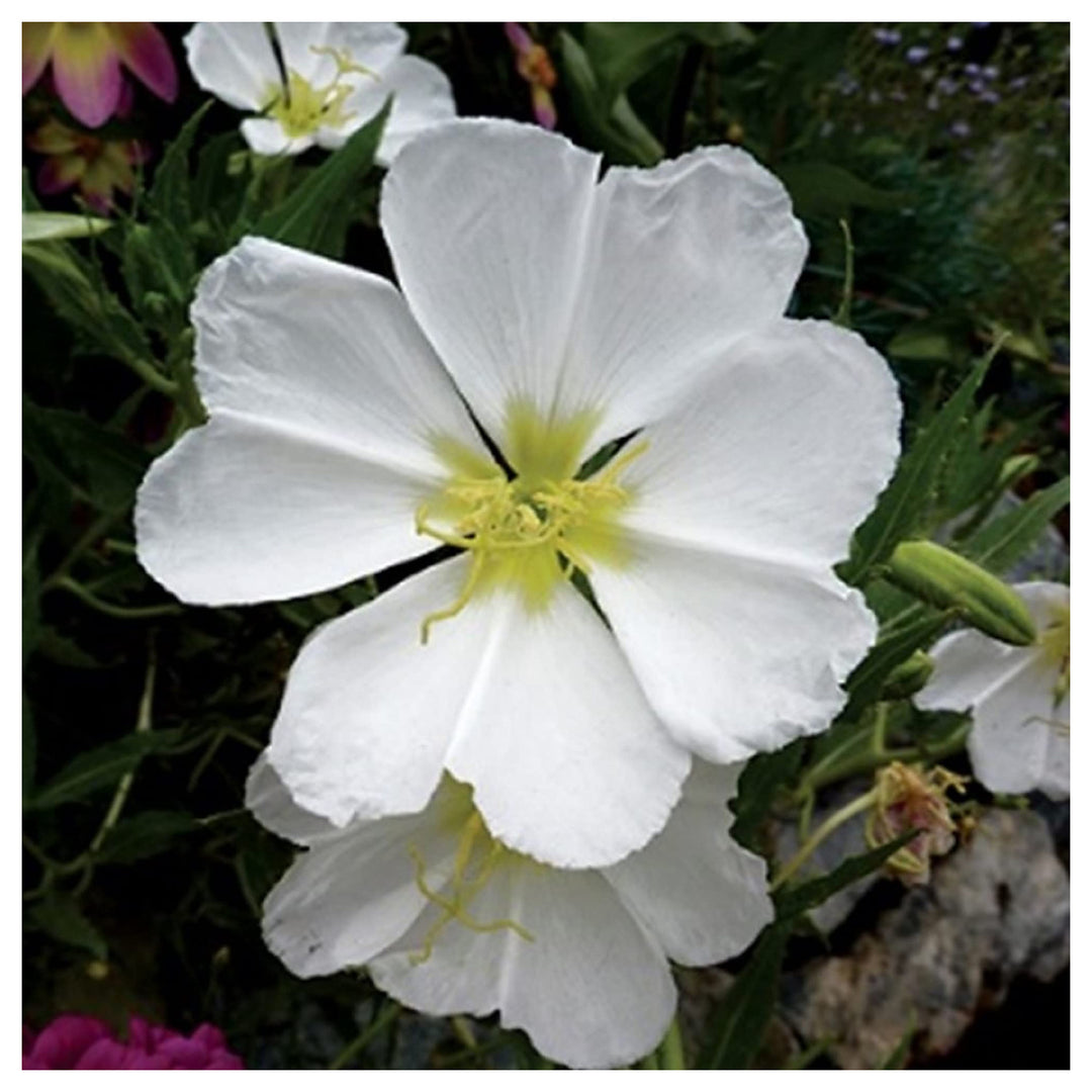 Organic White Oenothera Flower Seeds for Planting – Heirloom, Non-GMO | Neera Seeds product photo [neera-v4-e6eda5d86c2893bb9369]
