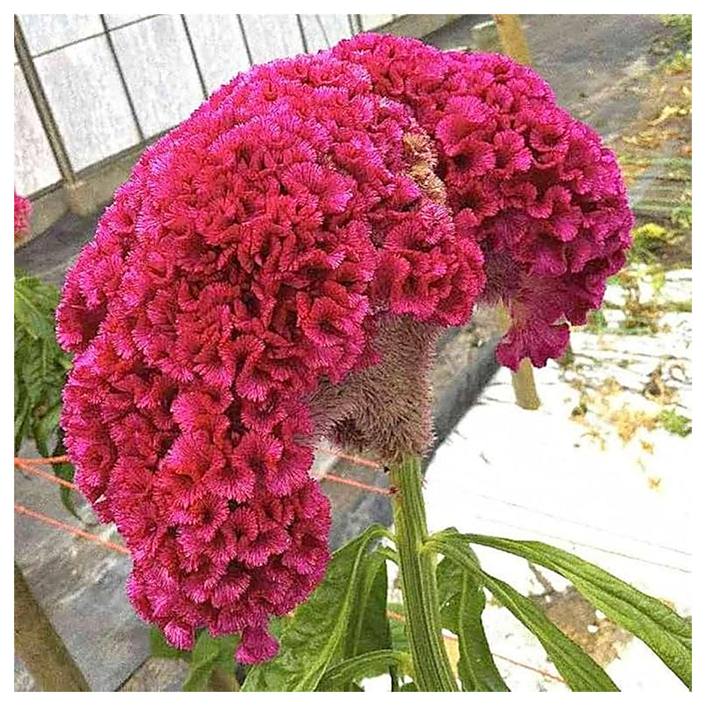 Dark Pink Celosia Seeds for Planting – Heirloom, Non-GMO, High Germination Vibrant Garden Flower Seeds | Neera Seeds product photo [neera-v4-e6f7620fd2de8221f02a]