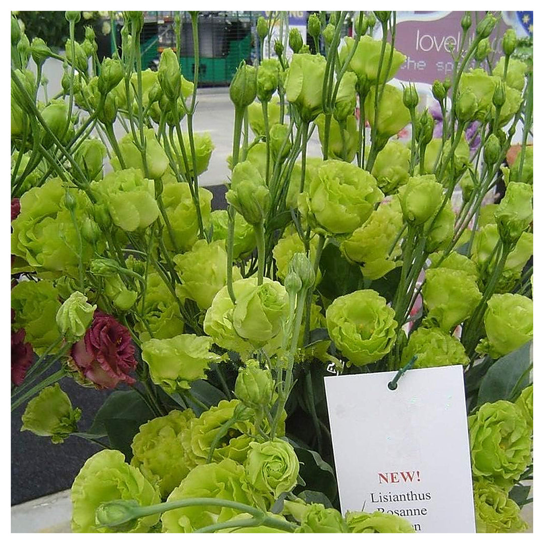 Green Eustoma Lisianthus Flower Seeds for Planting – Heirloom, Non-GMO, High Germination Organic Garden Seeds | Neera Seeds product photo [neera-v4-e6f8250e8d0012765f1e]