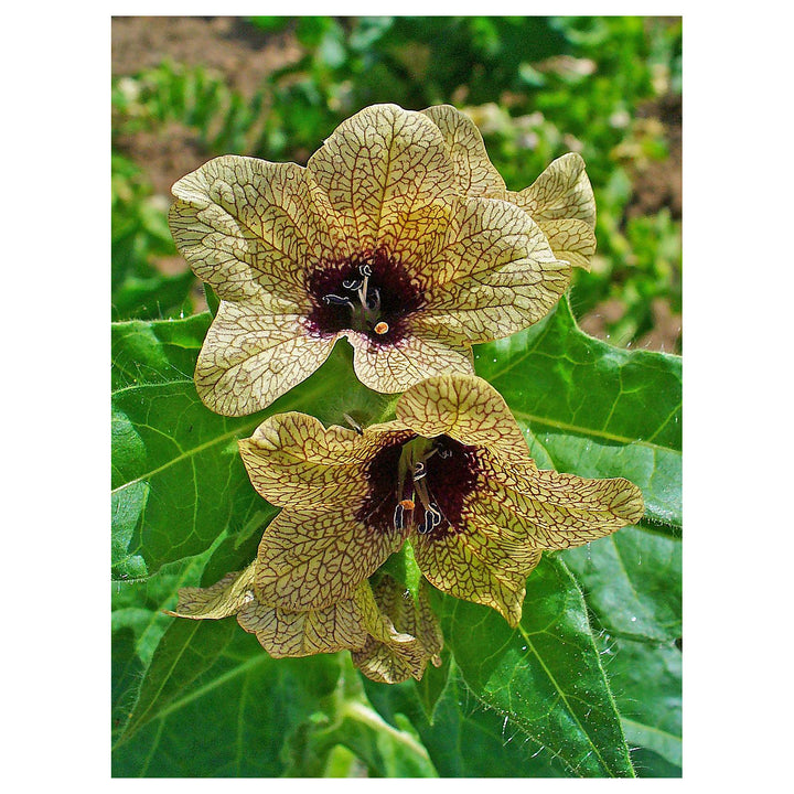 Cream Henbane Flower Seeds for Planting – Rare Medicinal Herb with Creamy Blooms | Neera Seeds product photo [neera-v4-e6fd223fa670f369c4d8]