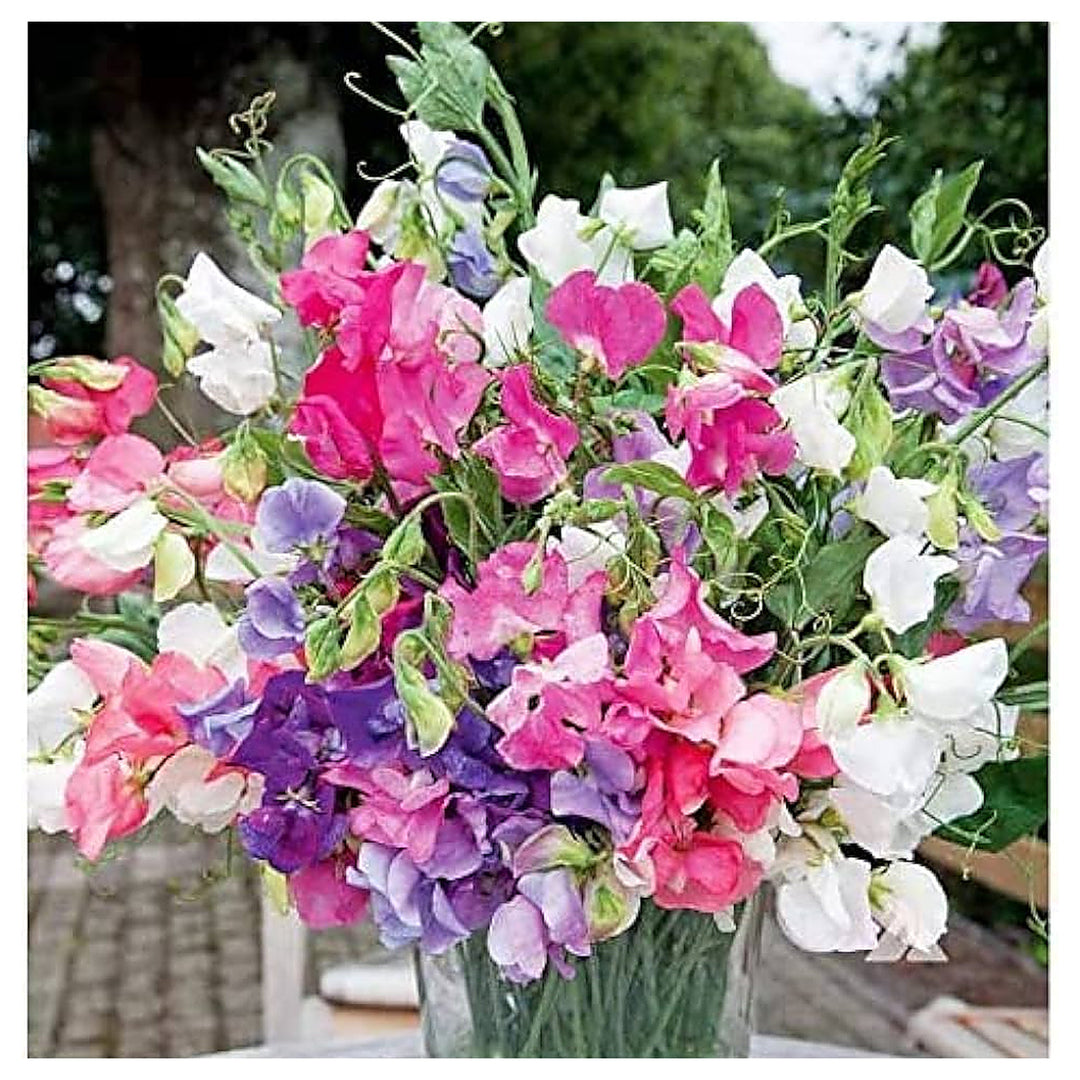Sweet Pea Lathyrus Odoratus Knee High Mixed Flower For Planting In Flower Bed Flower Seeds for Home | Neera Seeds product photo [neera-v4-e705c3092e23d05873ea]