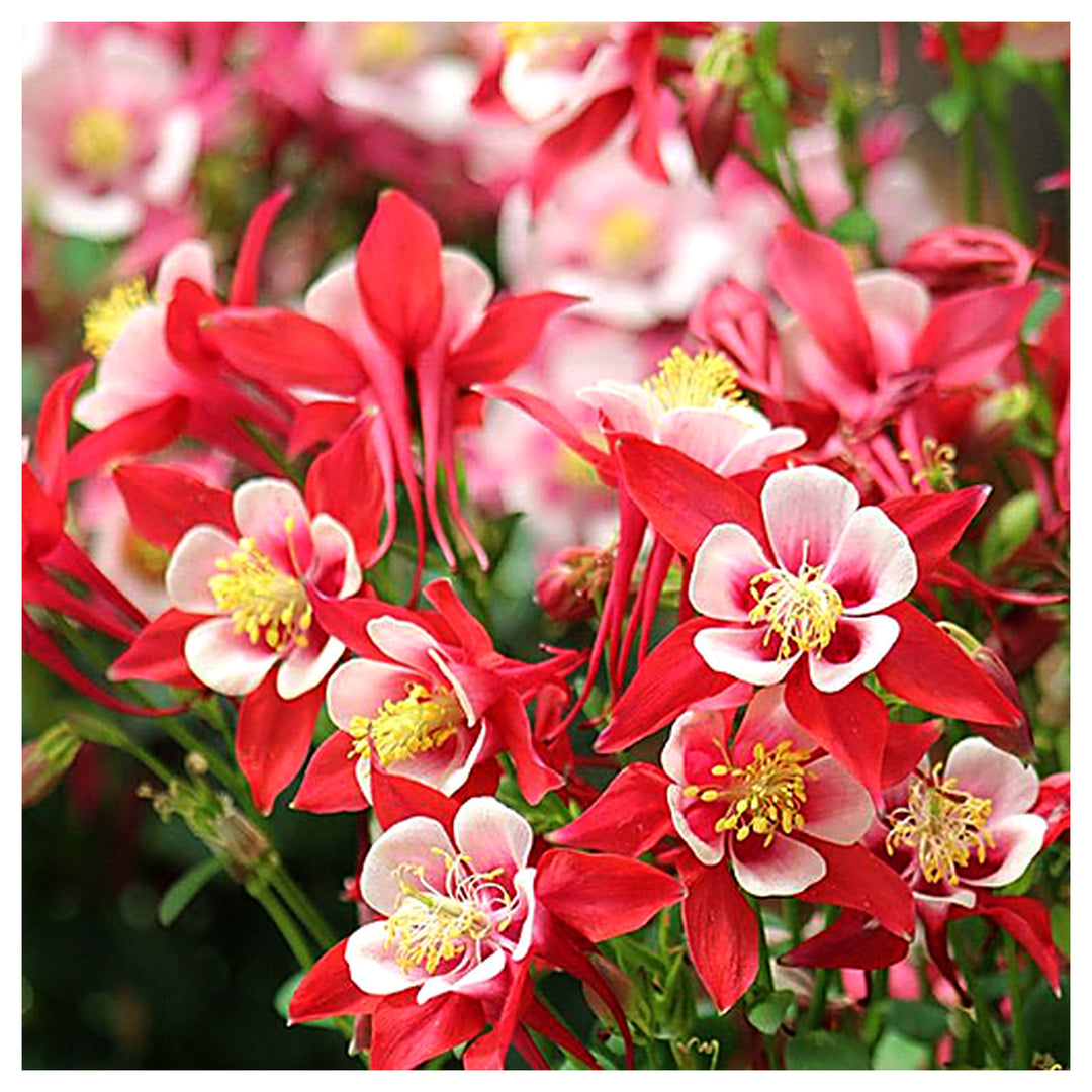 White &amp; Red Aquilegia Heirloom Non-GMO Seeds for Planting – High Germination Organic Garden Seeds for Colorful Bloo | Neera Seeds product photo [neera-v4-e710aa9a8a649f17195e]