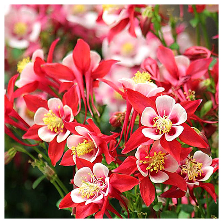 White &amp; Red Aquilegia Heirloom Non-GMO Seeds for Planting – High Germination Organic Garden Seeds for Colorful Bloo | Neera Seeds product photo [neera-v4-e710aa9a8a649f17195e]
