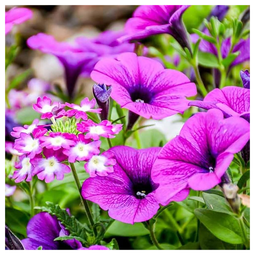 Purple Petunia Petunia Hybrida Double Flower For Planting Full Blooms For Garden Edges Patio | Neera Seeds product photo [neera-v4-e714db3ccf857177c8d6]