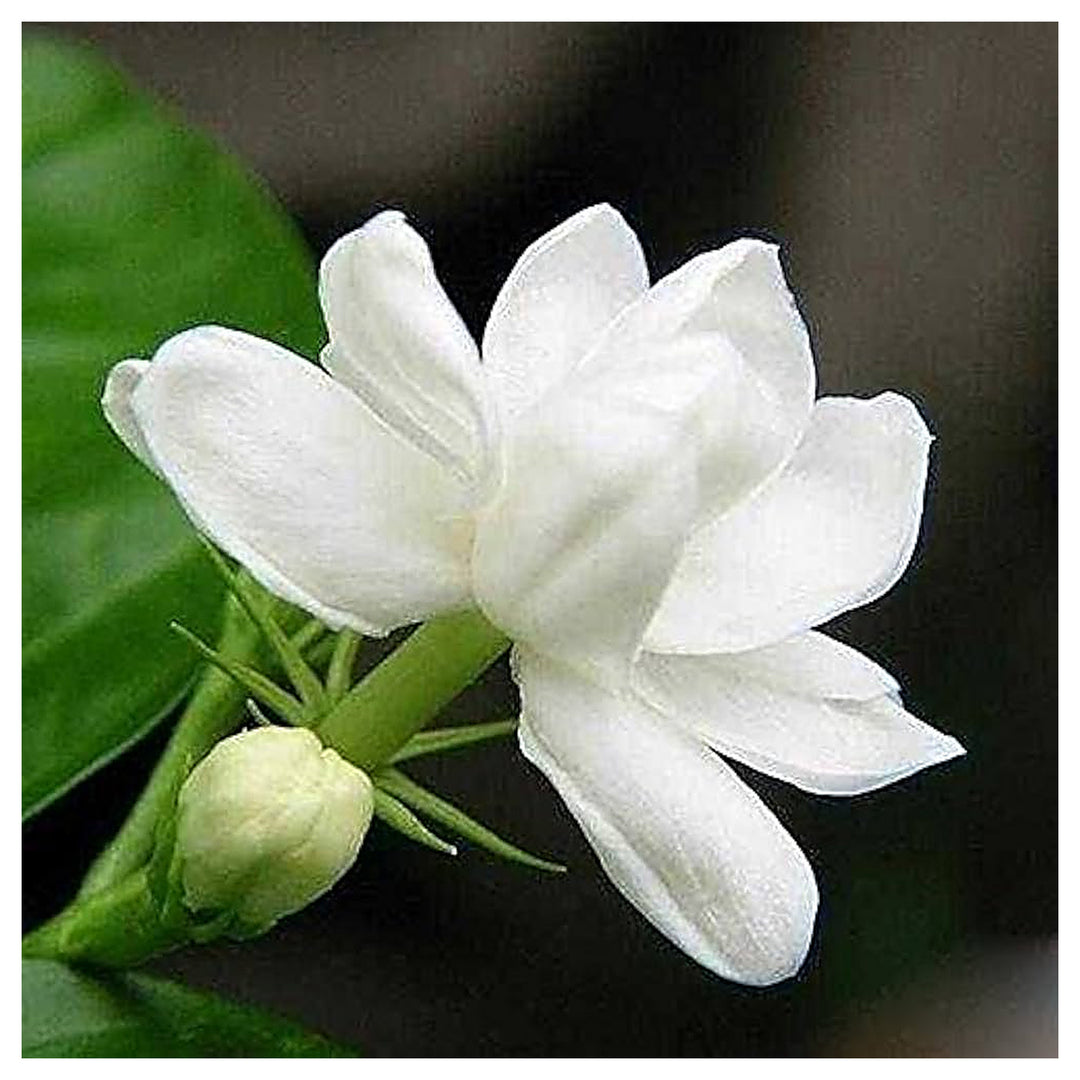 White Cape Jasmine Gardenia Fragrant Flowers Flower Seeds Home Garden Planting, Ornamental | Neera Seeds product photo [neera-v4-e7183a4be2944565190c]