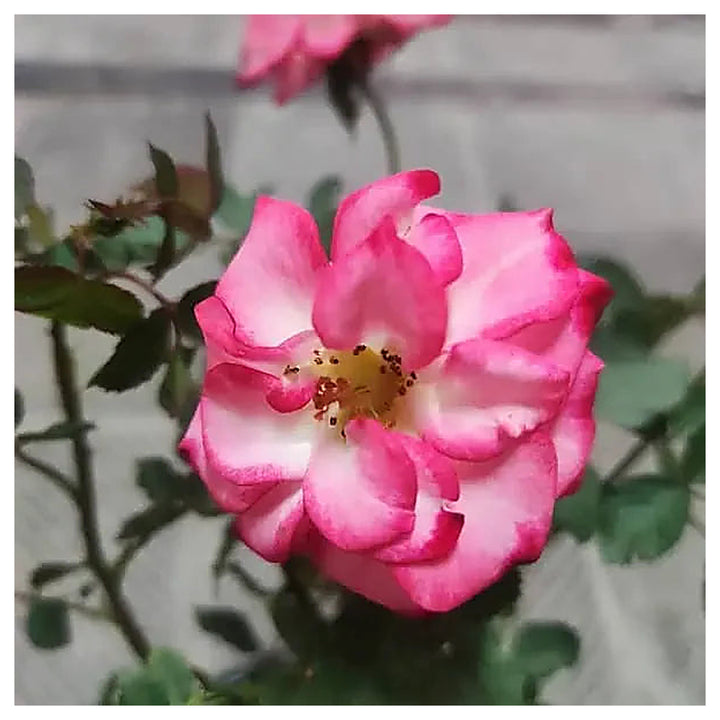 Betty Boop Rose Flower Seeds for Planting – Heirloom, Non-GMO Seeds, High Germination, Organic Garden Blooms | Neera Seeds product photo [neera-v4-e721916a466bca5e6696]