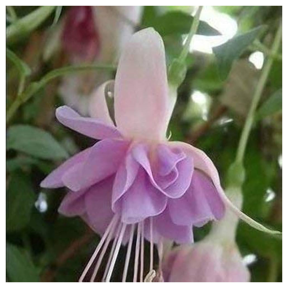 Heirloom Non-GMO Fuchsia Light Violet Flower Seeds for Planting – High Germination Organic Garden Seeds | Neera Seeds product photo [neera-v4-e728143c58fd351e0594]