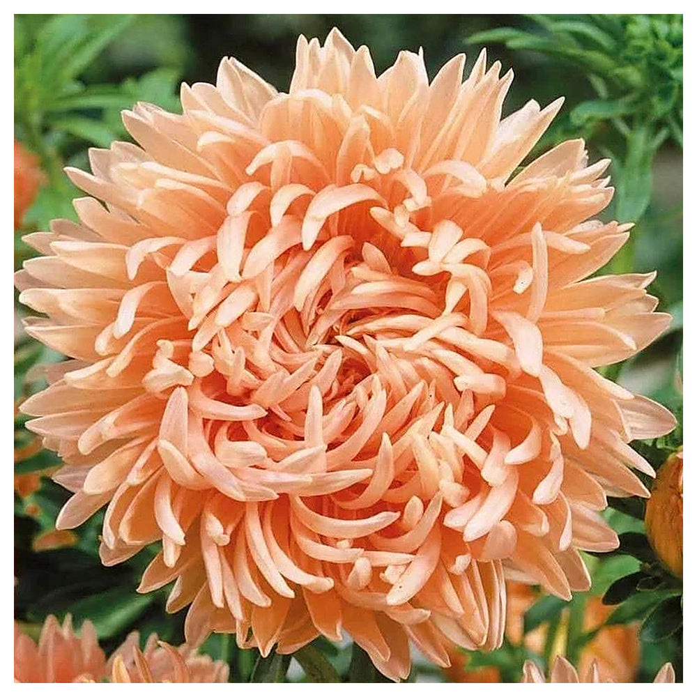 Light Orange Callistephus Flower Seeds for Planting – Heirloom, Non-GMO, High Germination Garden Seeds | Neera Seeds product photo [neera-v4-e7310a9846959acbabae]