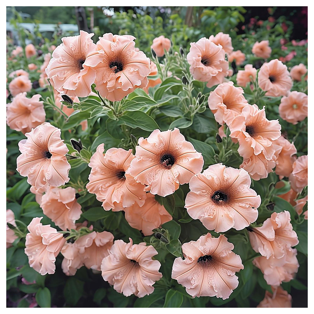 Peach Petunia Flower Seeds for Planting – Heirloom Non-GMO High Germination Easy to Grow Garden Blooms | Neera Seeds product photo [neera-v4-e75db09e334f7d347c6f]