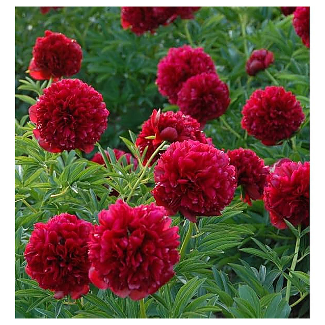 Red Heirloom Dark Peony Shrub Flower Fragrant Garden Blooms Per Set Flower Seeds Home Garden | Neera Seeds product photo [neera-v4-e765dbc57cc0173f9995]