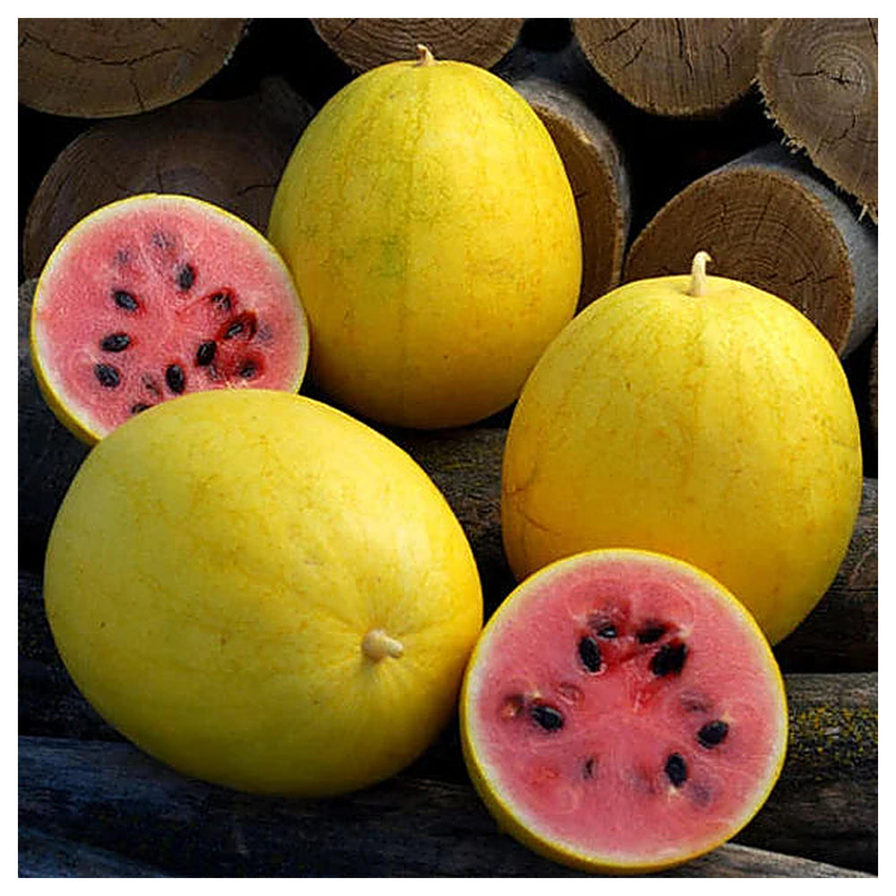 Golden Midget Watermelon Seeds – Refreshing Sweet Watermelon, Heirloom & Non-GMO Seeds for Garden Planting, 100 pcs | Neera Seeds product photo [neera-v4-e7688fe784bed0e79214]