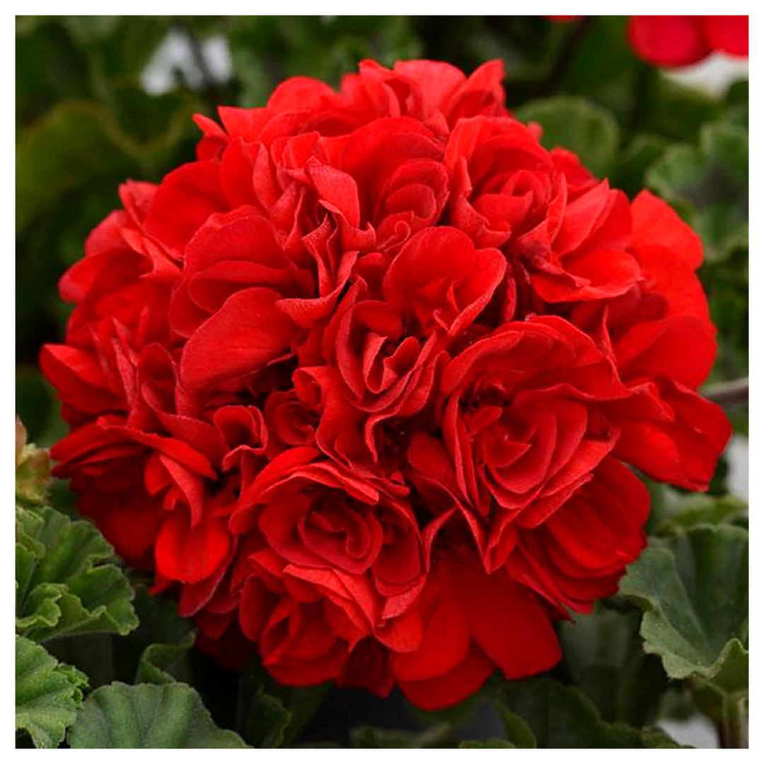 Geranium Apple Blossom Flower Seeds for Planting Red - Heirloom, Non-GMO, High Germination Organic Garden Seeds | Neera Seeds product photo [neera-v4-e76e018ed0ad6f89947e]