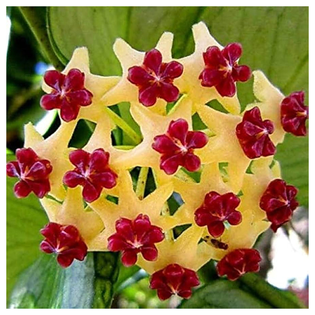 Canossa Flower Seeds for Planting – Heirloom, Non-GMO Seeds | Neera Seeds product photo [neera-v4-e784dbb0e281a201ce2f]