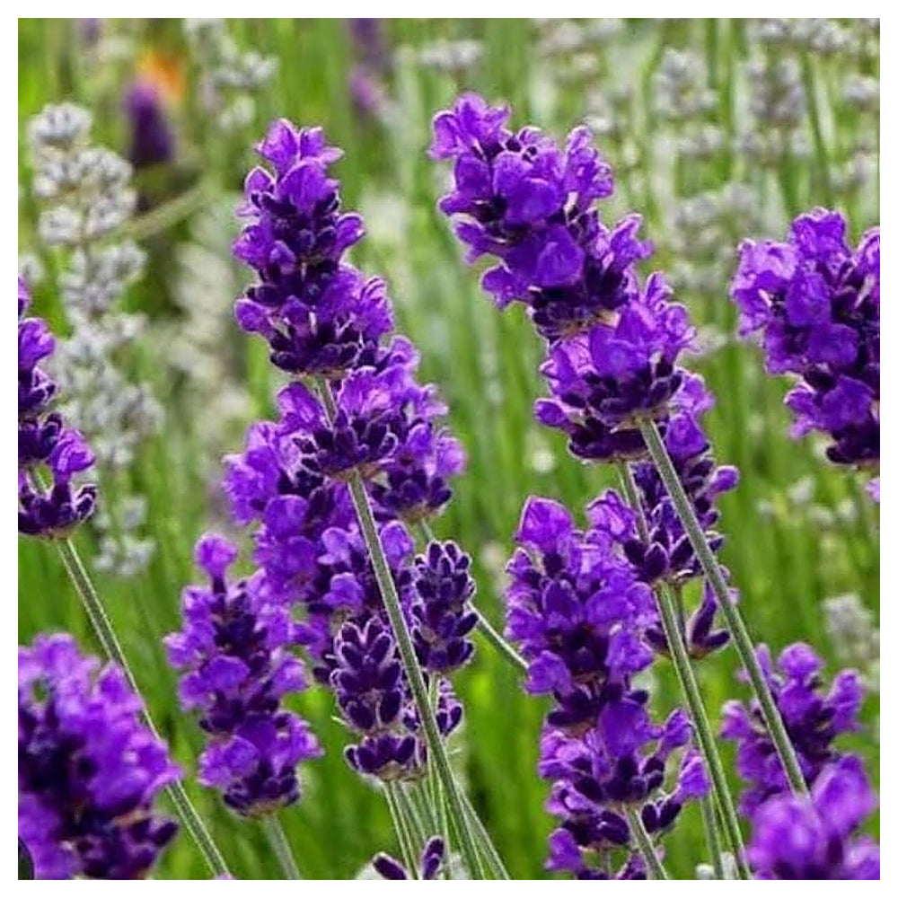 Lavender Plant Seeds for Planting – Fragrant Ornamental Garden Growth, Heirloom Non-GMO Organic Garden Seeds | Neera Seeds product photo [neera-v4-e78fa0c347bc59e14a3a]