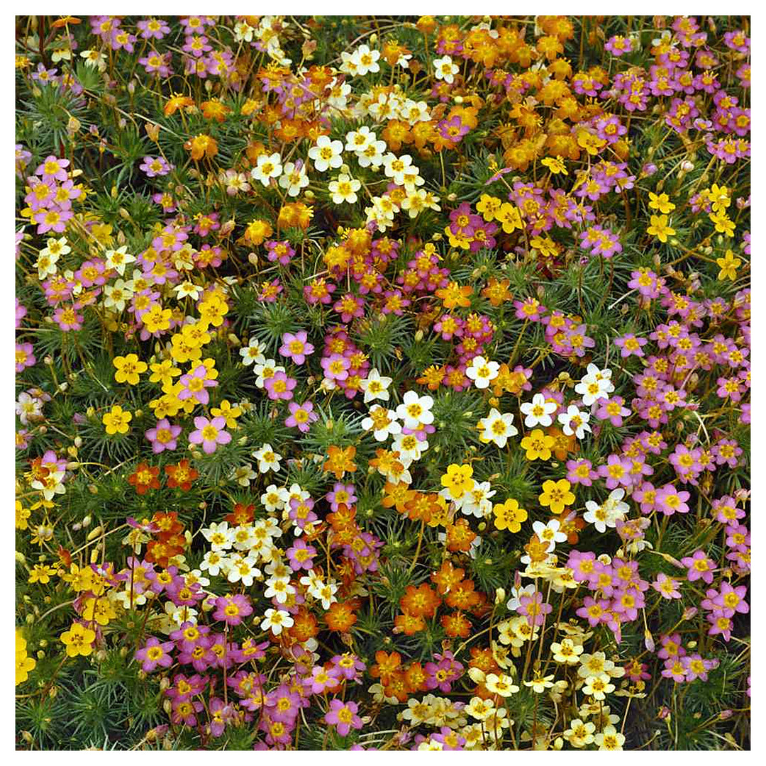 Mix Leptosiphon Flower Seeds for Planting – Heirloom, Non-GMO, High Germination Organic Garden Seeds | Neera Seeds product photo [neera-v4-e7968ea020e7434e852f]