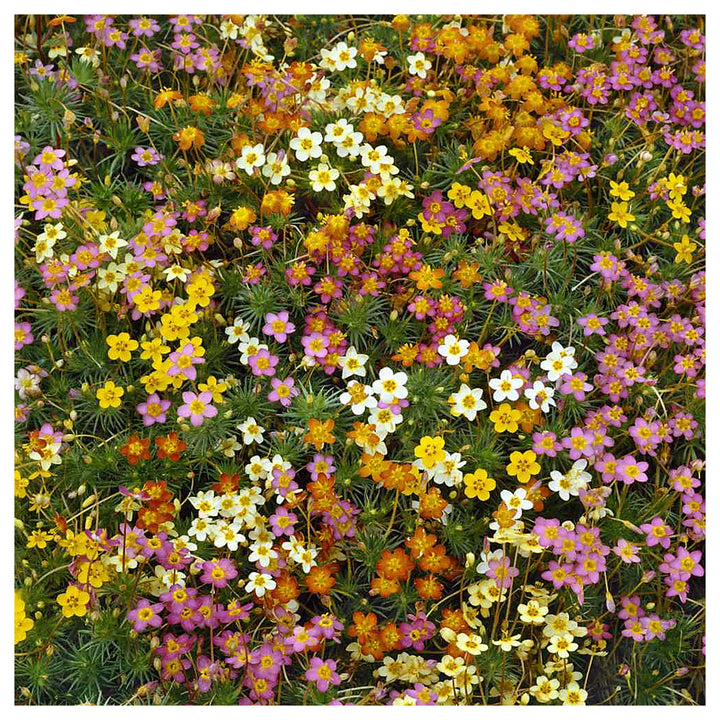 Mix Leptosiphon Flower Seeds for Planting – Heirloom, Non-GMO, High Germination Organic Garden Seeds | Neera Seeds product photo [neera-v4-e7968ea020e7434e852f]