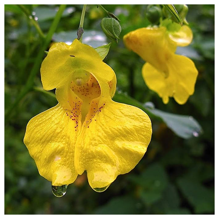 Jewelweed Flower Seeds for Planting – Heirloom, Non-GMO Wildflower Seeds for Pollinator Gardens, High Germination | Neera Seeds product photo [neera-v4-e797d87e09c65172b9b8]