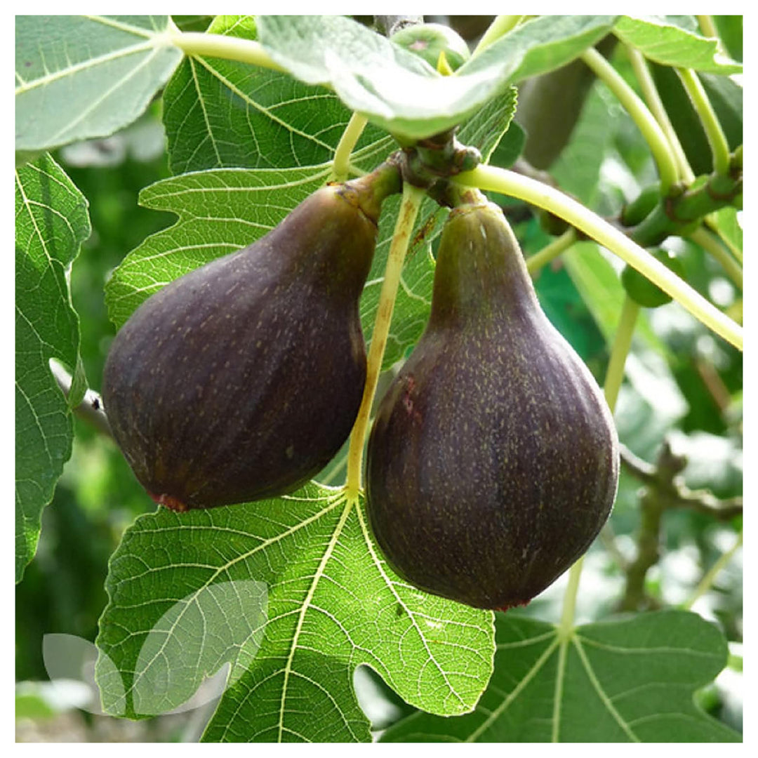 Brown Turkey Fig Seeds for Planting – Heirloom, Non-GMO, High Germination Organic Garden Seeds for Sweet Figs | Neera Seeds product photo [neera-v4-e79acb264c21e728b6cb]