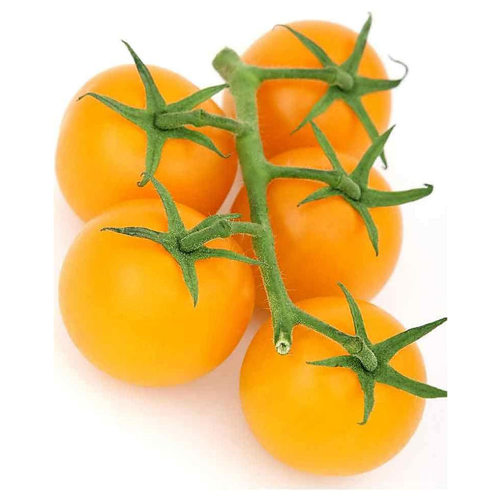 Yellow Tomato Seeds for Planting – Heirloom, Non-GMO, High Germination Organic Garden Seeds, 100 pcs | Neera Seeds product photo [neera-v4-e79afbd36bd52b91b346]