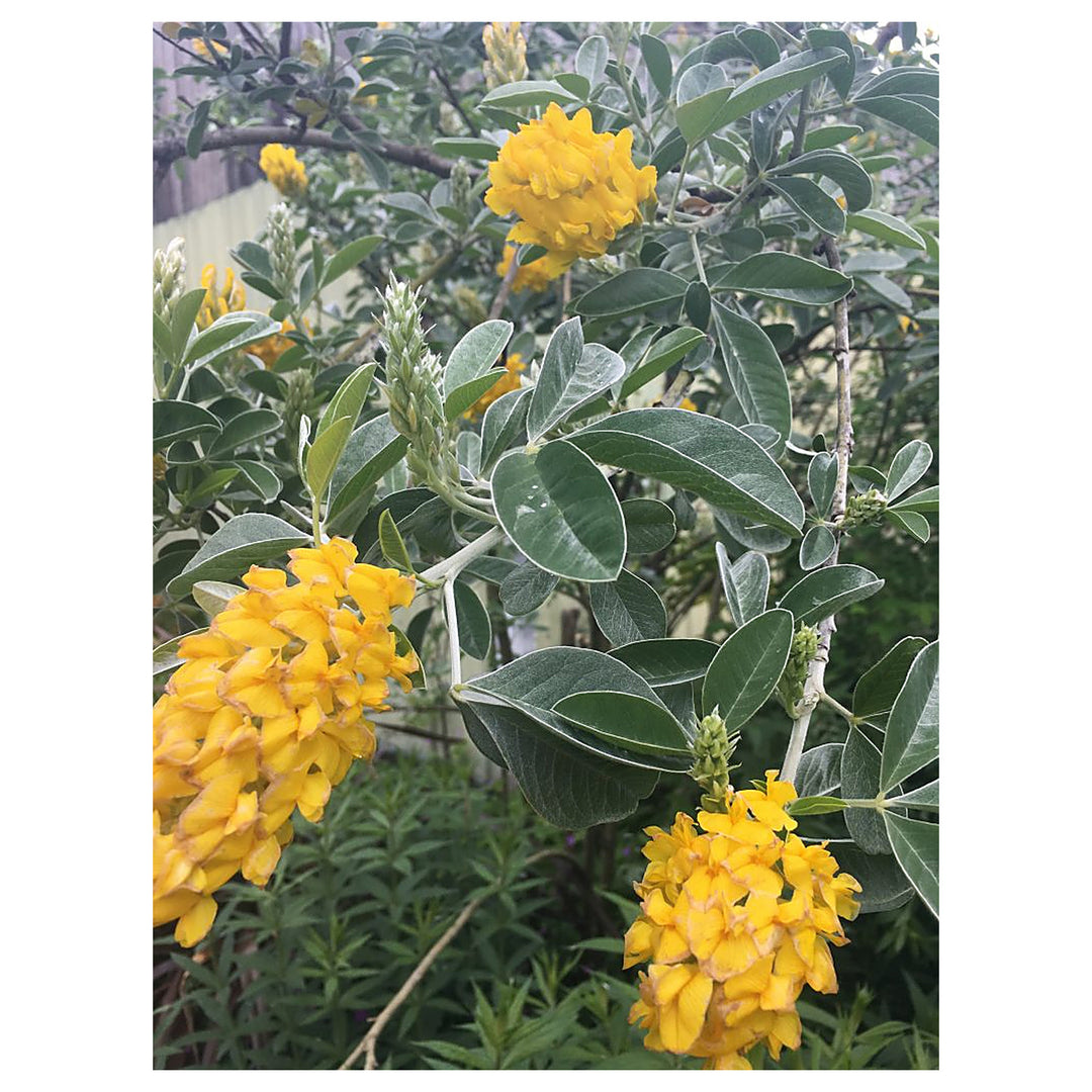Heirloom Argyrocytisus Flower Seeds, Non-GMO Ornamental Shrub Blooms for Colorful Garden Planting | Neera Seeds product photo [neera-v4-e79b8cabf888f3ac65ef]