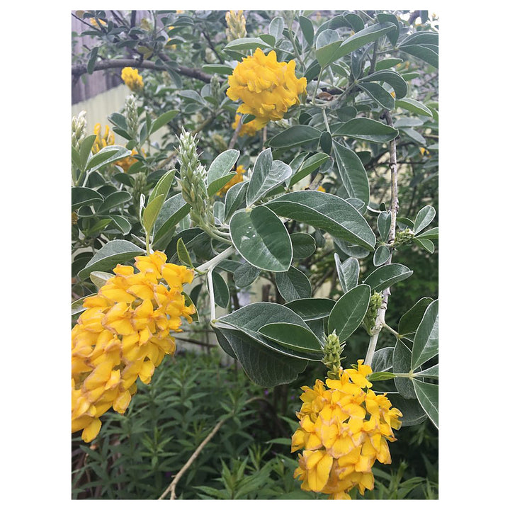 Heirloom Argyrocytisus Flower Seeds, Non-GMO Ornamental Shrub Blooms for Colorful Garden Planting | Neera Seeds product photo [neera-v4-e79b8cabf888f3ac65ef]