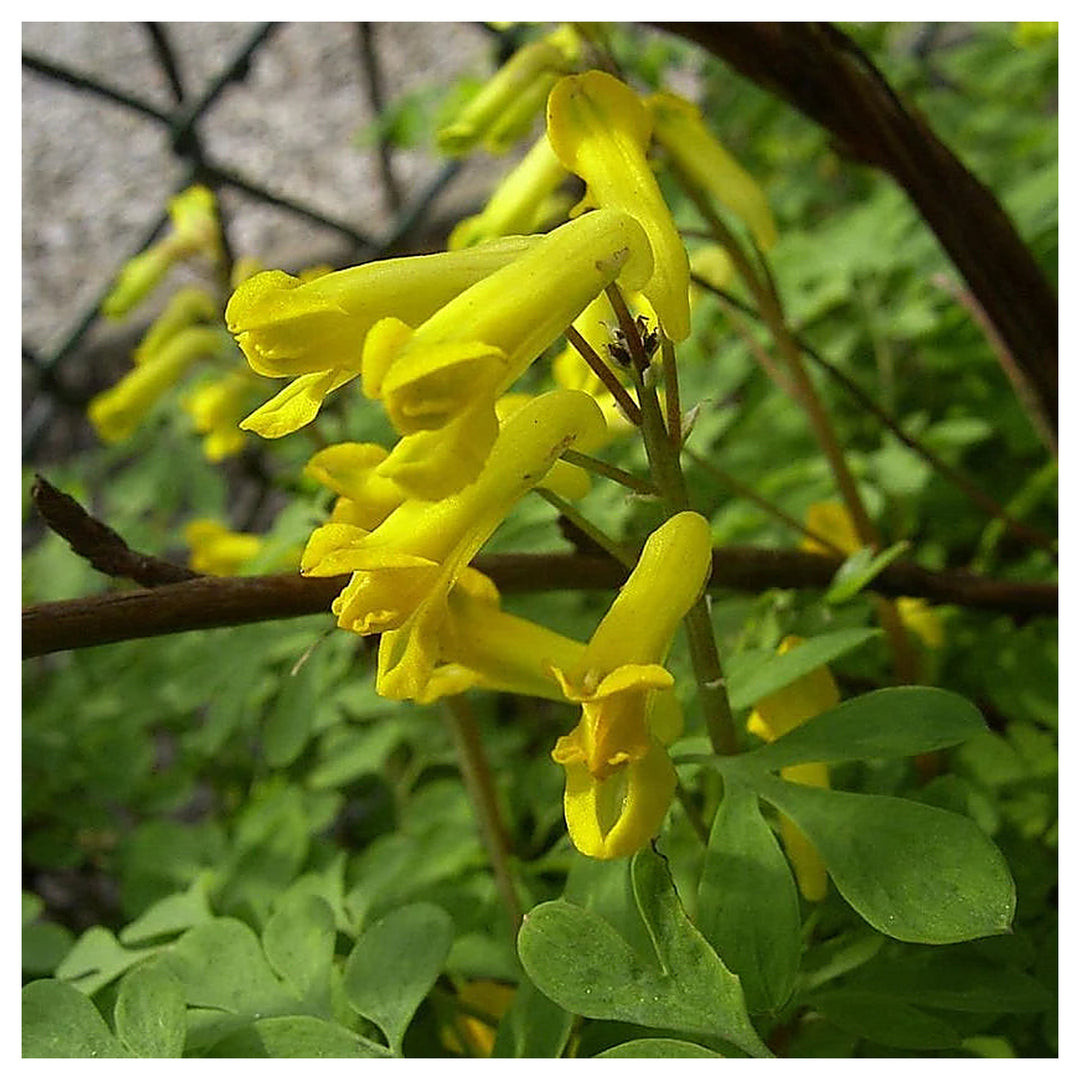 Heirloom Non-GMO Yellow Corydalis Flower Seeds for Shade-Loving Perennial Garden Planting | Neera Seeds product photo [neera-v4-e7afbe06341e5d495538]