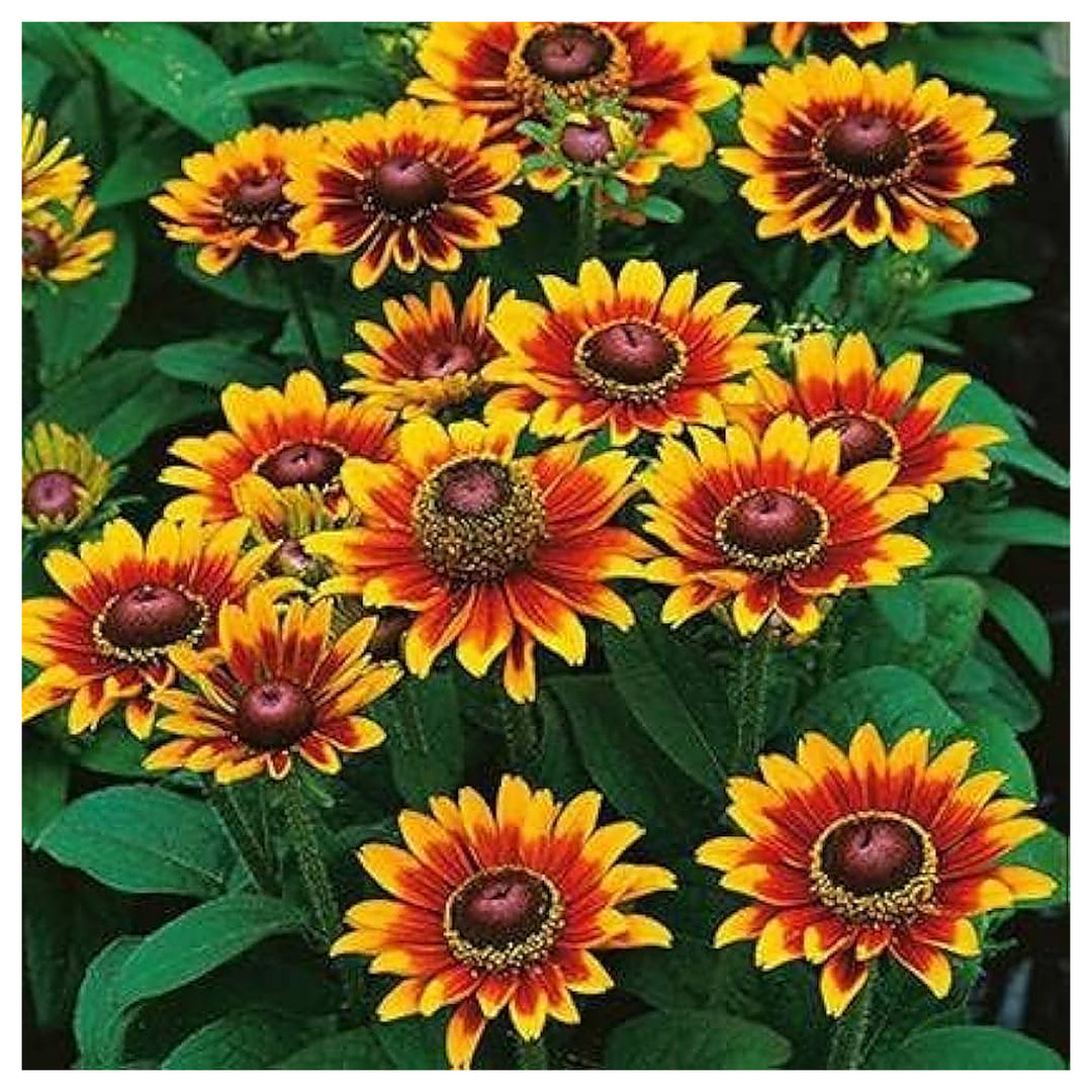 Orange Rudbeckia Flower Seeds for Planting – Heirloom, Non-GMO, Organic Garden Seeds, High Germination | Neera Seeds product photo [neera-v4-e7bc566f4b1771ef6bc1]
