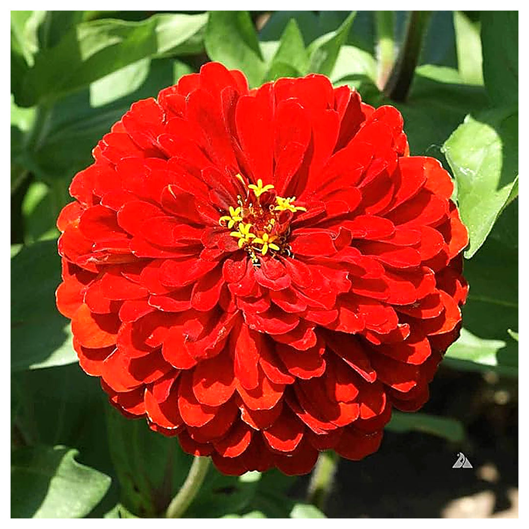 Red Zinnia Flower Seeds for Planting – Vibrant, Non-GMO Heirloom Garden Flowers | Neera Seeds product photo [neera-v4-e7c406e4888c6227da0d]