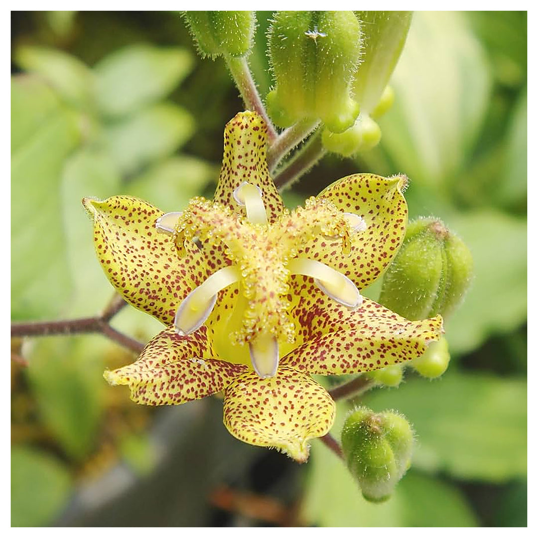 Heirloom Non-GMO Green Brown Tricyrtis Flower Seeds for Shade Garden Planting | Neera Seeds product photo [neera-v4-e7df26d3bc0c198ba9e5]
