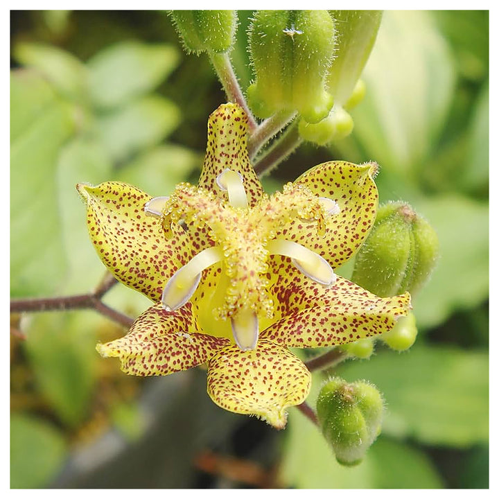 Heirloom Non-GMO Green Brown Tricyrtis Flower Seeds for Shade Garden Planting | Neera Seeds product photo [neera-v4-e7df26d3bc0c198ba9e5]
