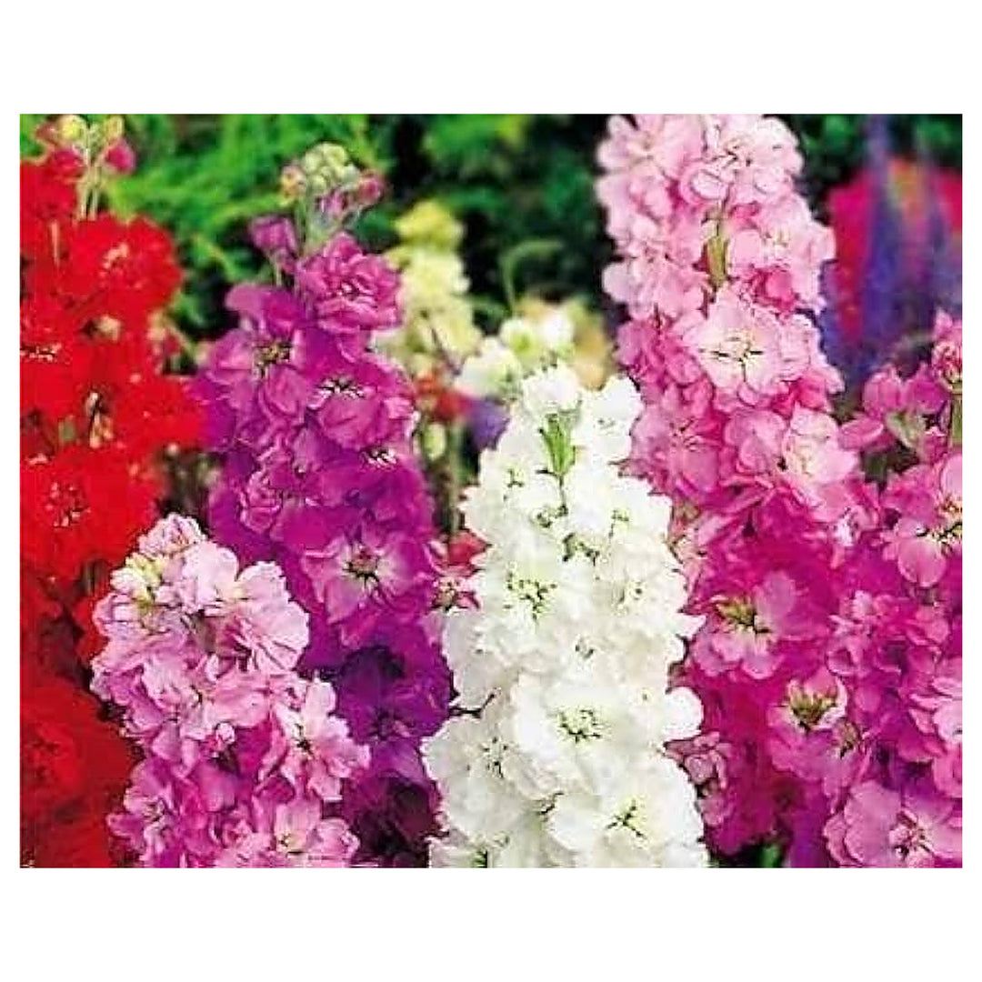Viola Flower Garden Perennial Matthiola Incana Flower Seeds Home Garden Planting, Fragrant | Neera Seeds product photo [neera-v4-e7f8fb1a8440d7c3f5e6]