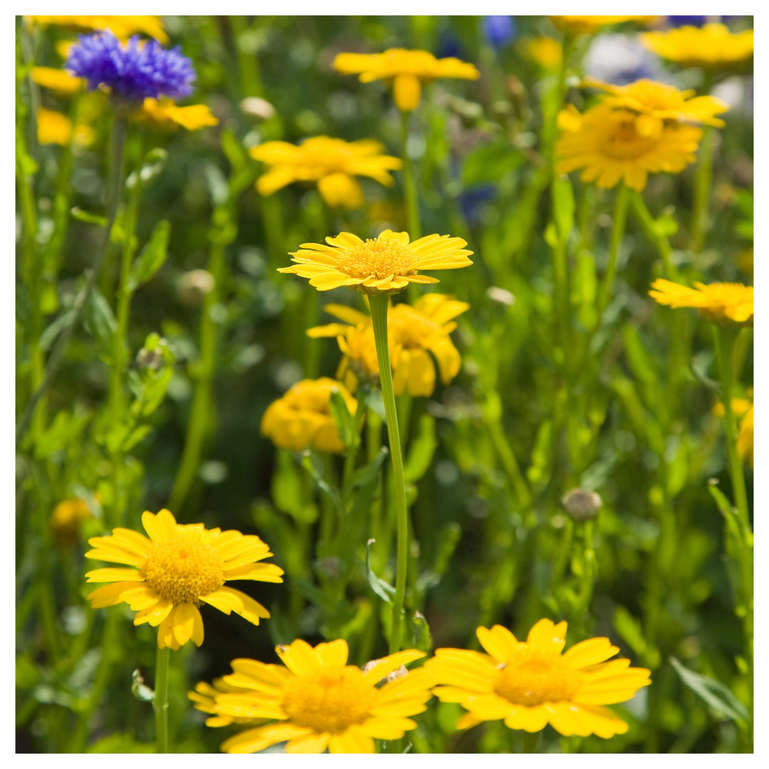 Heirloom Non-GMO Marigold Chrysanthemum Flower Seeds for Planting – Bright Seasonal Garden Blooms, High Germination | Neera Seeds product photo [neera-v4-e7fb99efc5823b64f8a0]