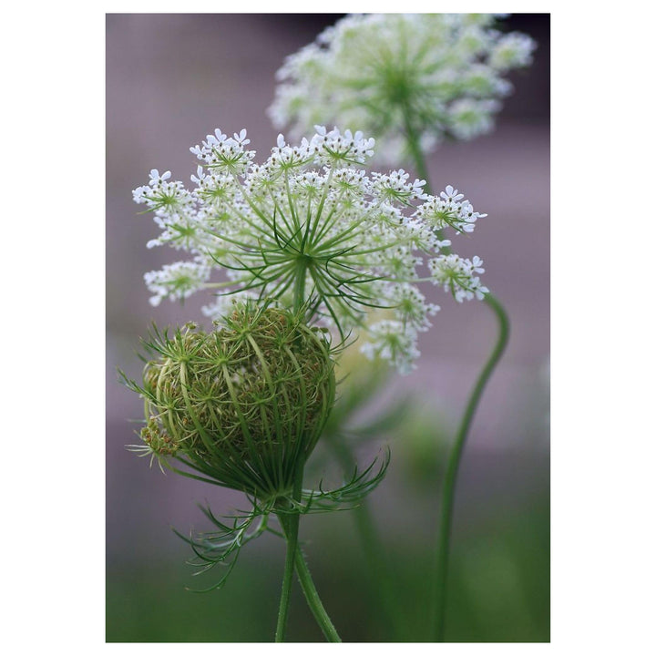 White Lace Flower Seeds for Planting – Heirloom, Non-GMO, High Germination Organic Garden Seeds for Elegant Blooms | Neera Seeds product photo [neera-v4-e7fc423ad84b0eee4298]