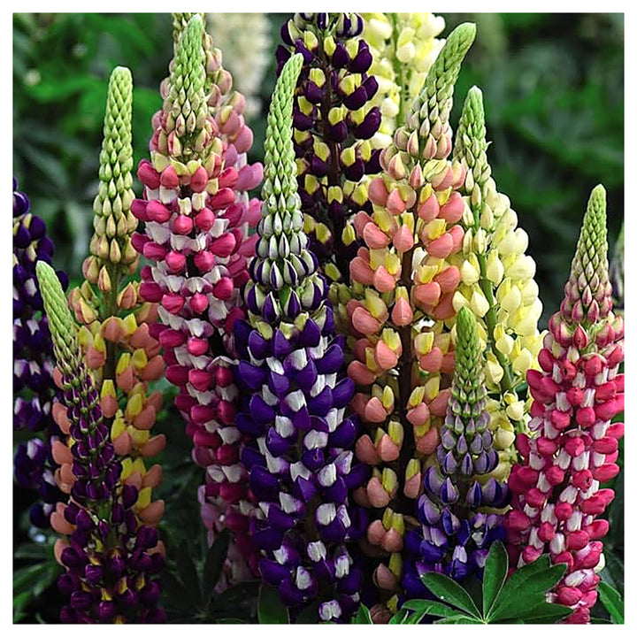 Organic Heirloom Non-GMO Mixed Tutti Frutti Lupine Seeds for Planting – Colorful Blooms, Heirloom Seeds | Neera Seeds product photo [neera-v4-e80cb77782d465d7a430]