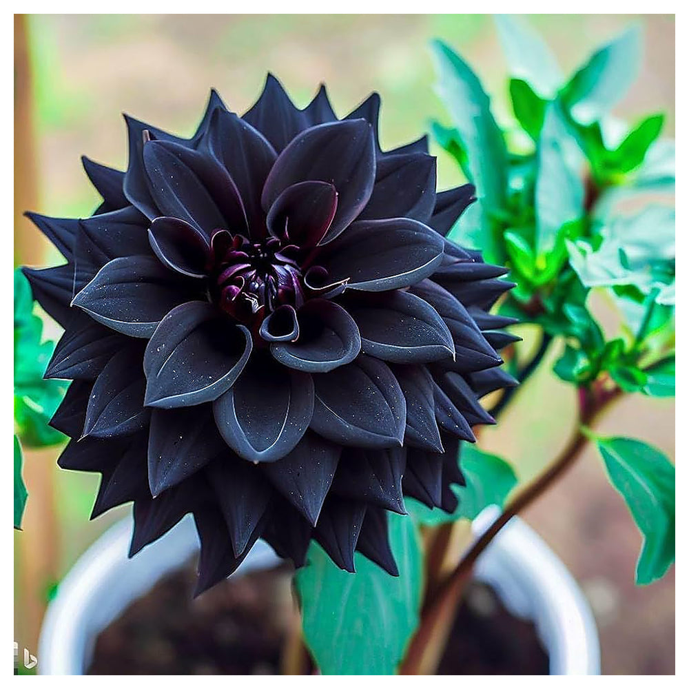 Black Pompon Dahlia Flower Seeds – Heirloom Non-GMO Seeds for Planting, High Germination Organic Garden Blooms | Neera Seeds product photo [neera-v4-e80f412aaf4a49b4fd17]