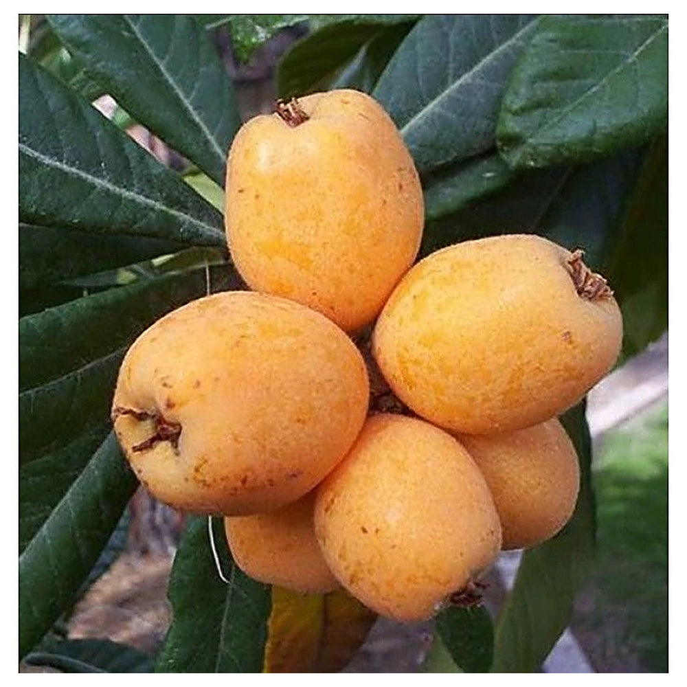 Big Jim Loquat Fruit Seeds for Planting – Rare Heirloom, Non-GMO, High Germination Organic Garden Seeds | Neera Seeds product photo [neera-v4-e8151d0decaec9045f60]