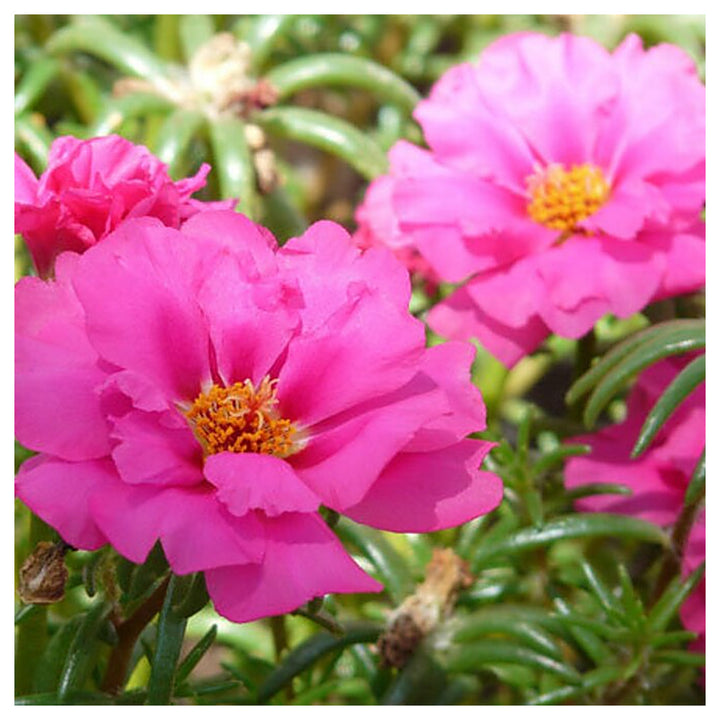 Organic Heirloom Non-GMO Pink Portulaca Seeds for Planting – Vibrant Moss Rose Flowers, High Germination | Neera Seeds product photo [neera-v4-e8167cdb6a8623079f06]