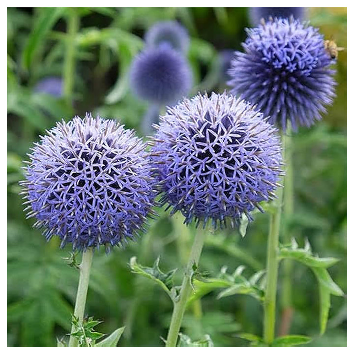 Echinops Ritro Flower Seeds for Planting | Heirloom, Non-GMO, High Germination Organic Garden Seeds for Drought-Tol | Neera Seeds product photo [neera-v4-e81d3a91ae4cc35ed19a]