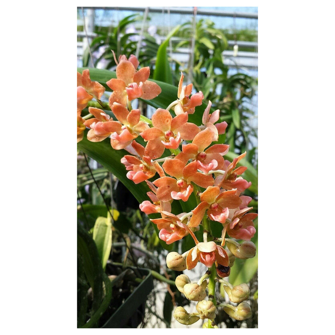 Peach Phalaenopsis Orchid Flower Seeds – Non-GMO, Heirloom, High Germination Seeds for Stunning Garden Blooms | Neera Seeds product photo [neera-v4-e821ccf615bbbc646b8e]