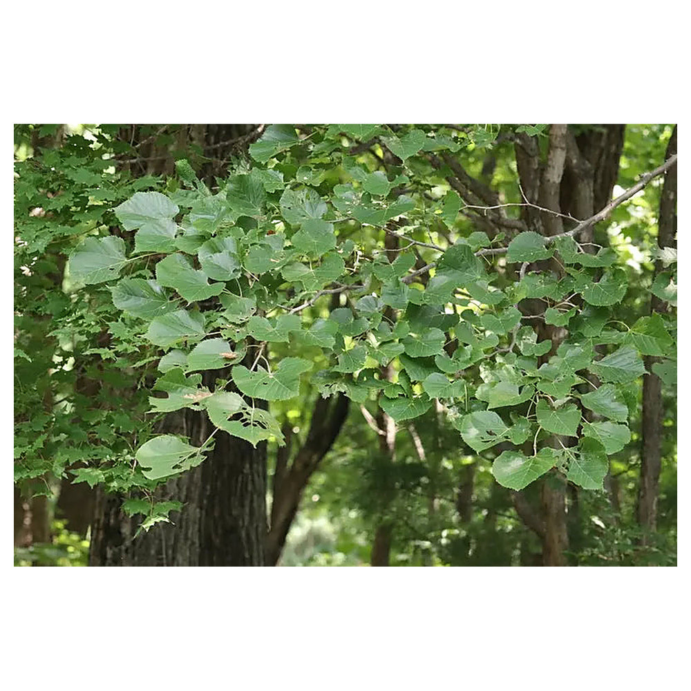 Green Manchurian Flowering Tree Seeds for Planting – Heirloom, Non-GMO, High Germination Organic Garden Seeds | Neera Seeds product photo [neera-v4-e824dc5fd2826a93dab3]