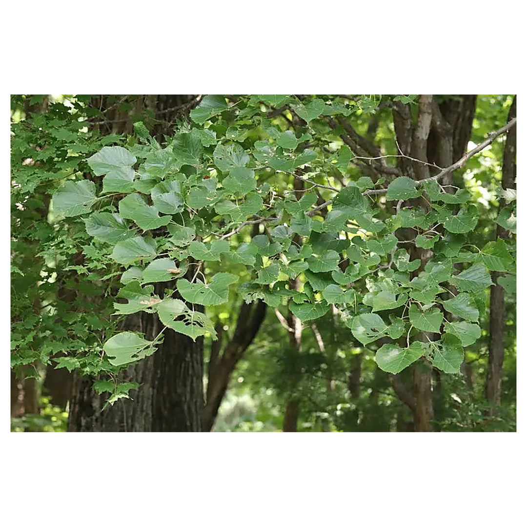 Green Manchurian Flowering Tree Seeds for Planting – Heirloom, Non-GMO, High Germination Organic Garden Seeds | Neera Seeds product photo [neera-v4-e824dc5fd2826a93dab3]