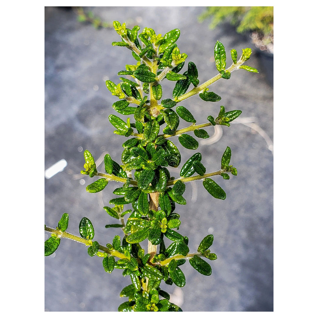 Nashia Inaguensis Seeds for Planting – Green Variety, Heirloom, Non-GMO, Organic Garden Seeds, High Germination | Neera Seeds product photo [neera-v4-e830636f98ae608d74ed]